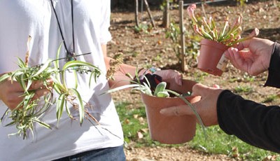Troc de plantes – le samedi 22 nov. de 10h à 16h