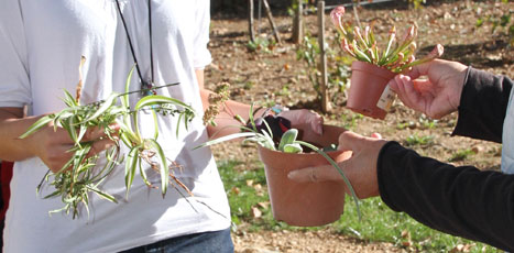 Troc de plantes – le samedi 22 nov. de 10h à 16h