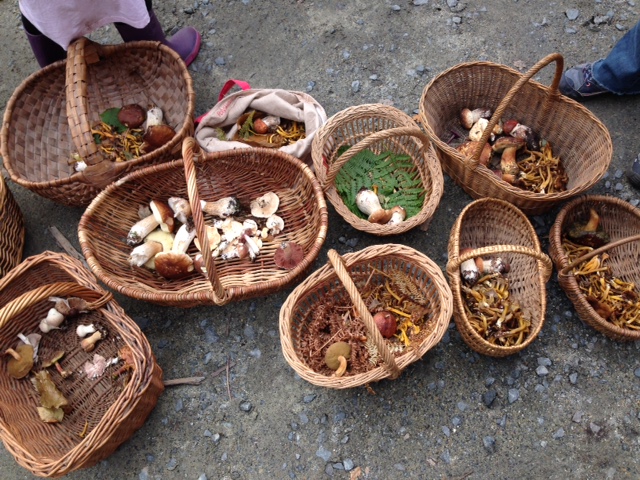 Sortie champignons