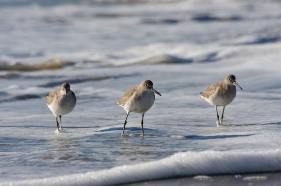 Sortie : les oiseaux de la baie