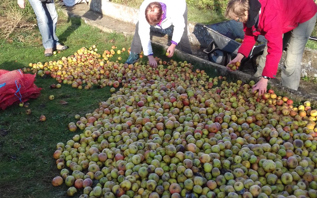 Ramassage de pommes