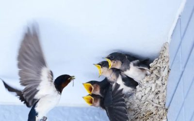 Comptage nids Hirondelles et Martinets 2021