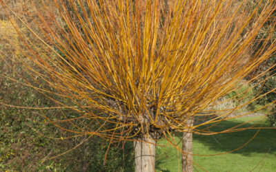 Demande de branches de saule, pour futur atelier osier vivant