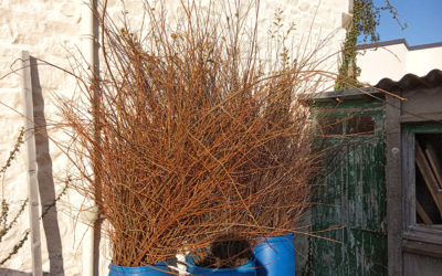 Récolte d&rsquo;osier