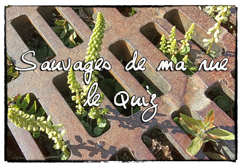 Sauvages de ma rue ; le quiz .